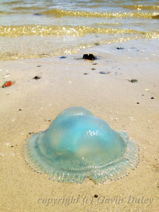 Beached jellyfish, Noosaville IMG_0851.JPG - Camera+ recipe?? scene: Beach? effect: Vibrant (44%)